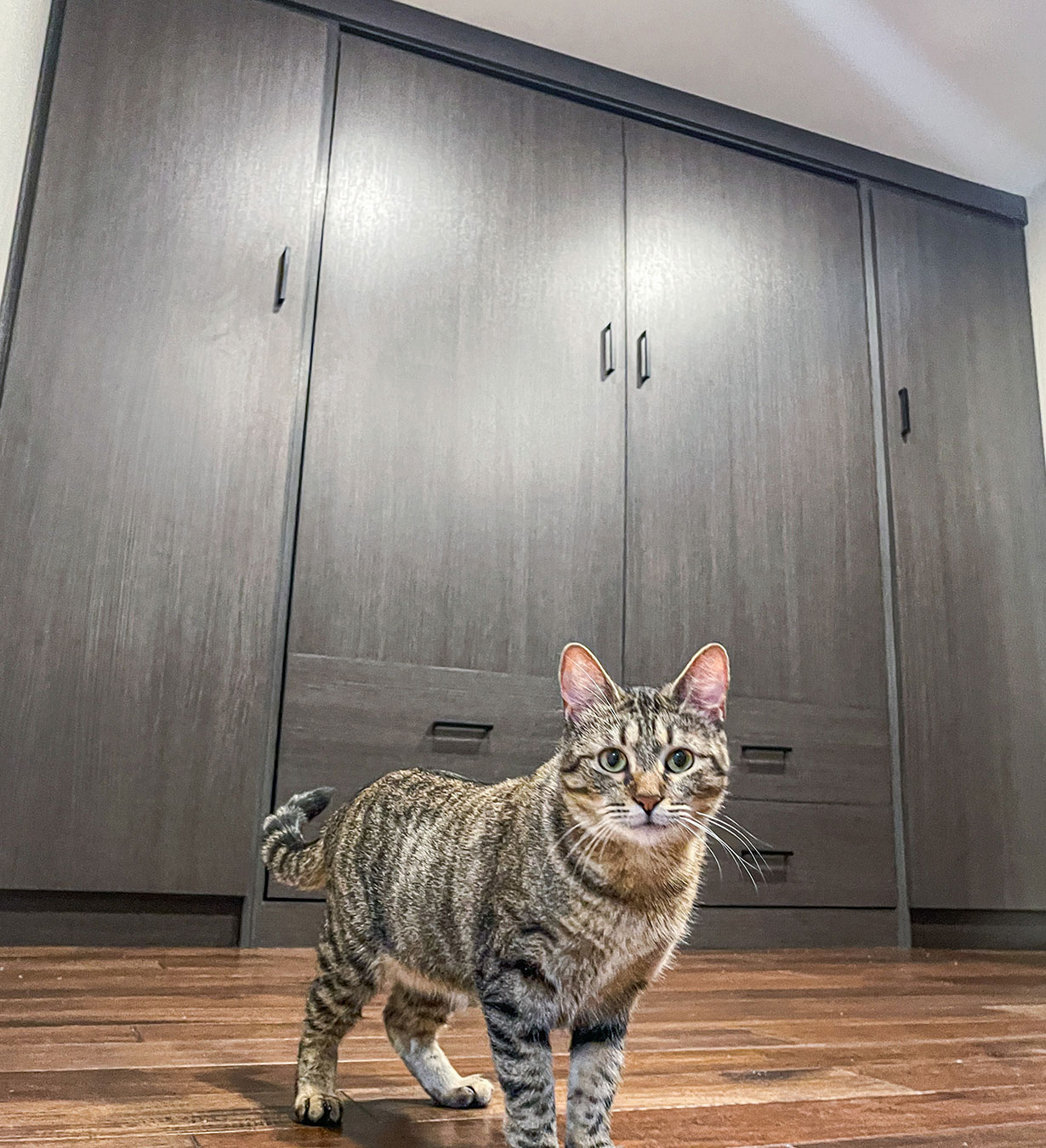 cat loves wall bed room